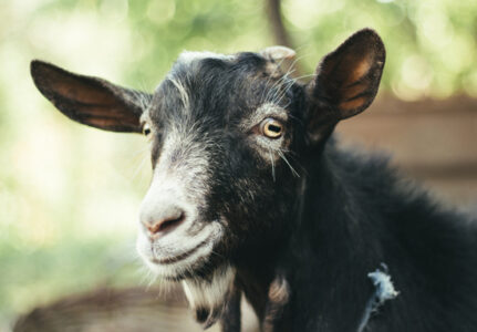 Goats: Spring Cleaning! Image